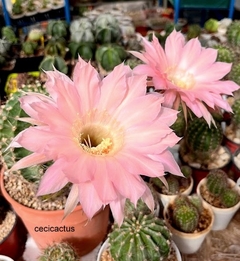 Echinopsis hibrido 'Light Peach' (elegir tamaño) en internet