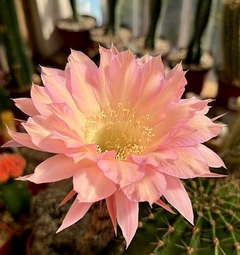 Echinopsis hibrido 'Light Peach' (elegir tamaño) - comprar online