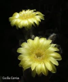 Lobivia aurea var aurea mac9