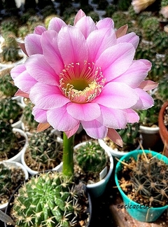 Lobivia hystrichoides injertada mac9 - comprar online