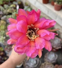 Trichocereus hibrido 'Twist' (elegir tamaño) - comprar online
