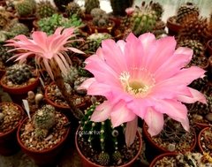 Echinopsis hibrido 'Mala Linda' (elegir tamaño) - comprar online