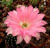 Echinopsis hibrido 'Mala Linda' (elegir tamaño)