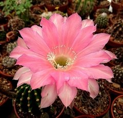 Echinopsis hibrido 'Mala Linda' (elegir tamaño)