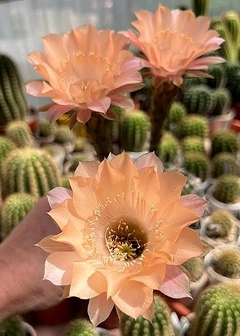 Echinopsis hibrido 'Man5' injertado mac9