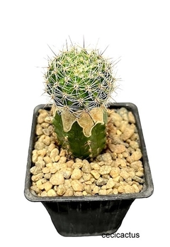 Echinopsis hibrido 'Man5' injertado mac9 - comprar online