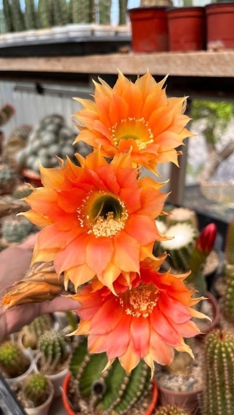 Echinopsis hibrido MAN J-6 injertado mac9 - comprar online