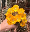 Sulcorebutia arenacea mac8 (cod SAR1)