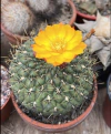 Matucana aureiflora mac9 (cod MA10)