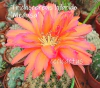 Trichocereus hibrido 'Medusa' mac8