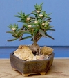 Semillas de Mestoklema tuberosa x 100