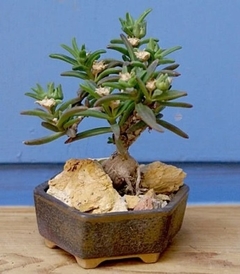 Semillas de Mestoklema tuberosa x 100