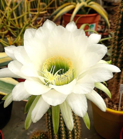Trichocereus hibrido 'Mojito' (elegir tamaño)