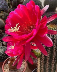 Trichocereus hibrido 'Loving' mac8