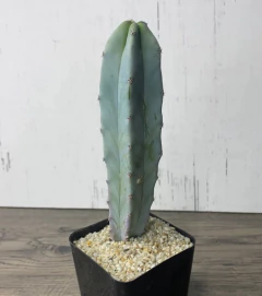 Myrtillocactus geometrizans mac13 - cecicactus - cactus y suculentas de colección