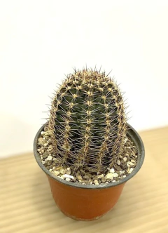 Echinopsis hibrido 'Man N-24' mac12 UNICO - comprar online