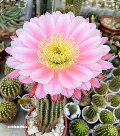 Trichocereus hibrido 'Ocelote' mac6 - comprar online