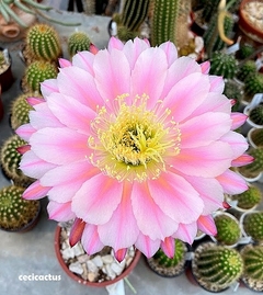 Trichocereus hibrido 'Ocelote' mac6