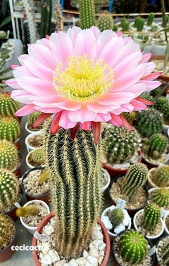 Trichocereus hibrido 'Ocelote' mac6 en internet