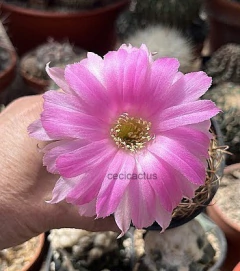 Lobivia hibrida 'Doncella' injertada (elegir tamaño) - comprar online