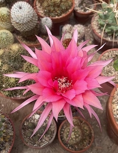 Trichocereus hibrido 'Madeo' mac6 en internet