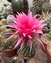 Trichocereus hibrido 'Madeo' mac6 - comprar online