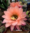 Trichocereus hibrido 'Old Pink Flamengo' (elegir tamaño)