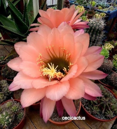 Trichocereus hibrido 'Old Pink Flamengo' (elegir tamaño)