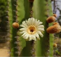 Pachycereus pringlei mac11 (cod PP1) en internet