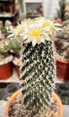 Pediocactus peeblesianus v. maia mac9 injertado (cod PM52)