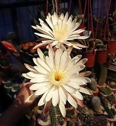 Peniocereus serpentinus mac8