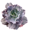 Echeveria hibrida 'Noir' mac10