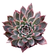 Echeveria hibrida 'Venus' (elegir tamaño)