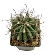 Ferocactus acanthodes mac13 - comprar online