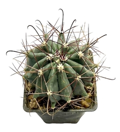 Ferocactus acanthodes mac13 en internet