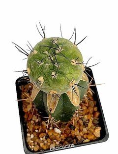 Weingartia neumanniana injertada mac10 GRANDES (codW3) - cecicactus - cactus y suculentas de colección