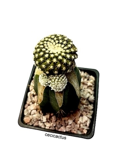 Copiapoa lauii injertada mac10 (cop15) - comprar online
