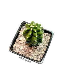 Echinocereus triglochidiatus mojavensis inermis injertado mac8 (Cod P9) - cecicactus - cactus y suculentas de colección