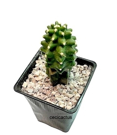 Echinocereus triglochidiatus mojavensis inermis injertado (elegir tamaño) (Cod P9) - cecicactus - cactus y suculentas de colección
