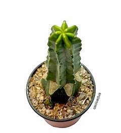 Echinocereus vierecki var morricale mac10 (cod E121) en internet