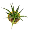 Agave schiedigera mac18 - comprar online