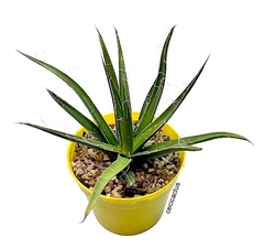 Agave schiedigera mac18 en internet