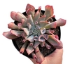 Echeveria Pink Trumpet (elegir tamaño)