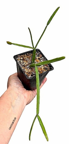 Rhipsalis micrantha mac10