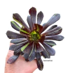 Aeonium hibrido 'Big Bang' (elegir tamaño)