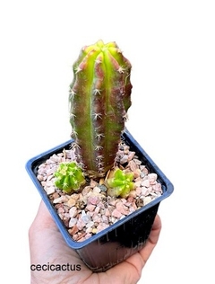Echinocereus vierecki var morricale mac10 (cod E121) - cecicactus - cactus y suculentas de colección