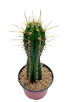 Trichocereus peruvianus 10-15 cm alto - comprar online