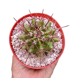 Ferocactus pilosus mac10 - comprar online
