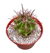 Ferocactus pilosus mac10