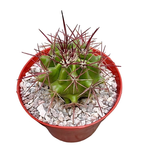 Ferocactus pilosus mac12
